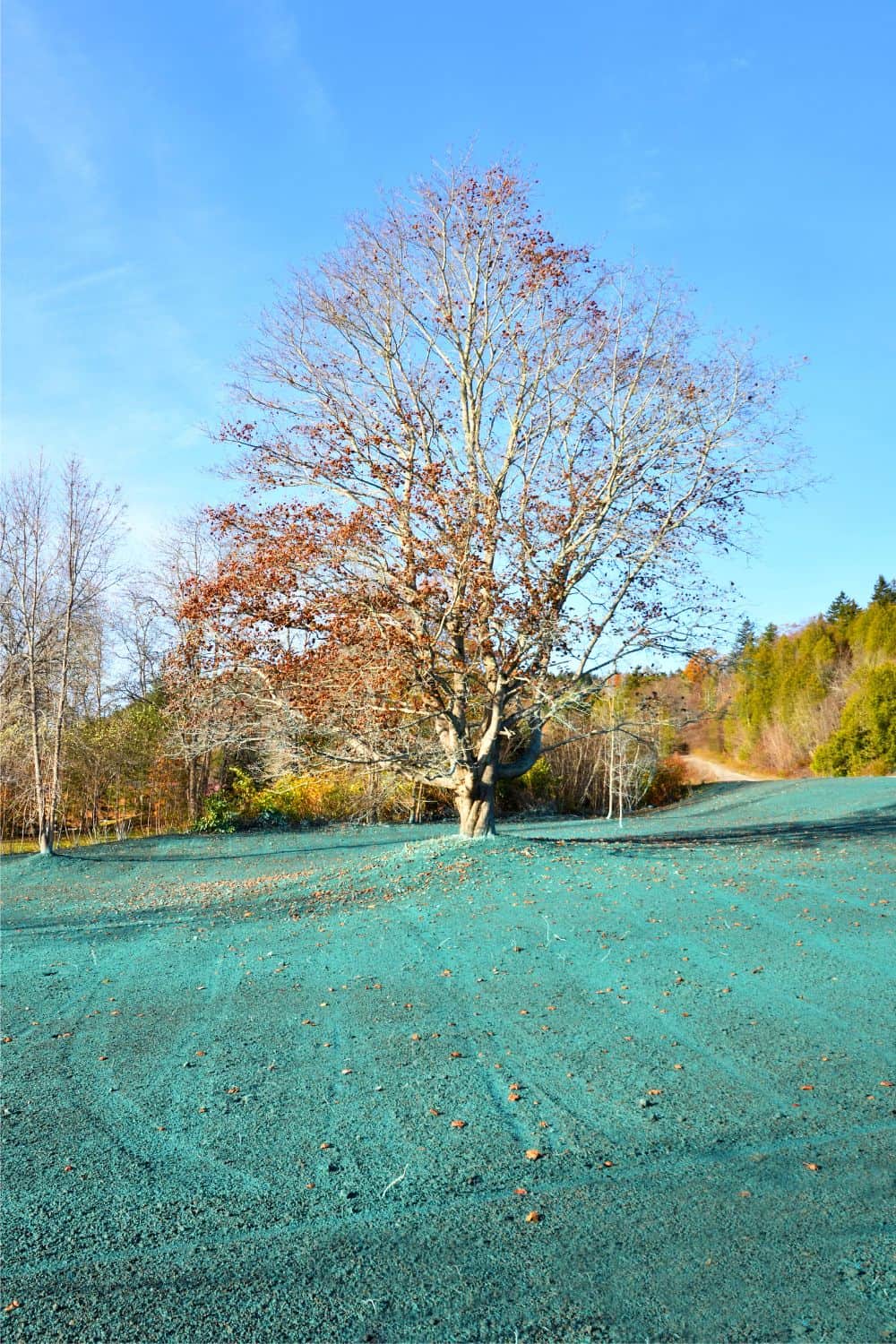 What Are the Limitations of Hydroseeding