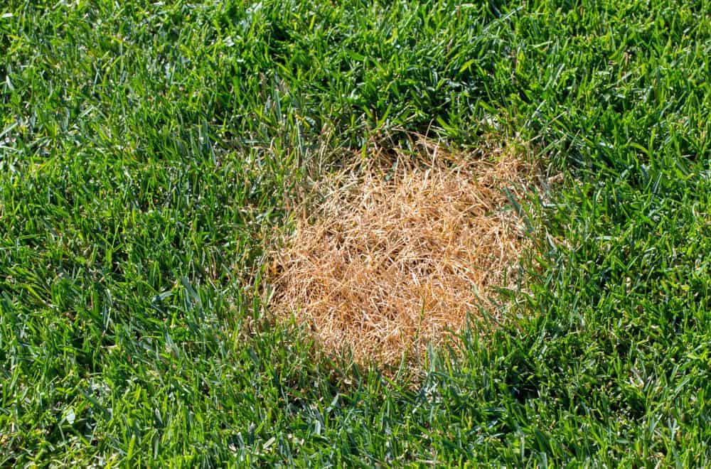 What Causes Lawn Over-Fertilization