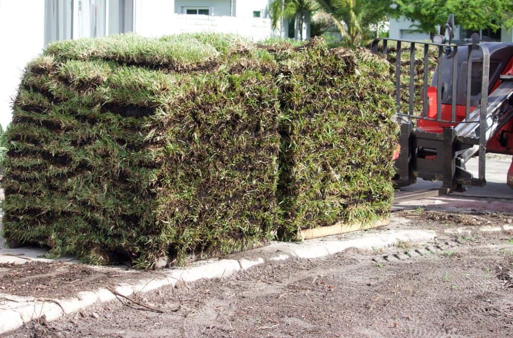 What to look for when buying sod
