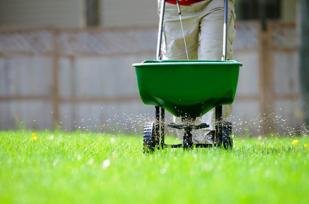 When to Fertilize New Grass? (3 Tips for Success)