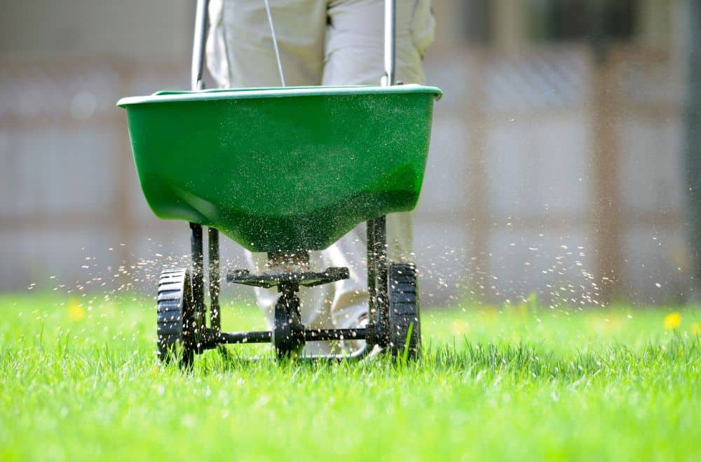 When to fertilize lawn