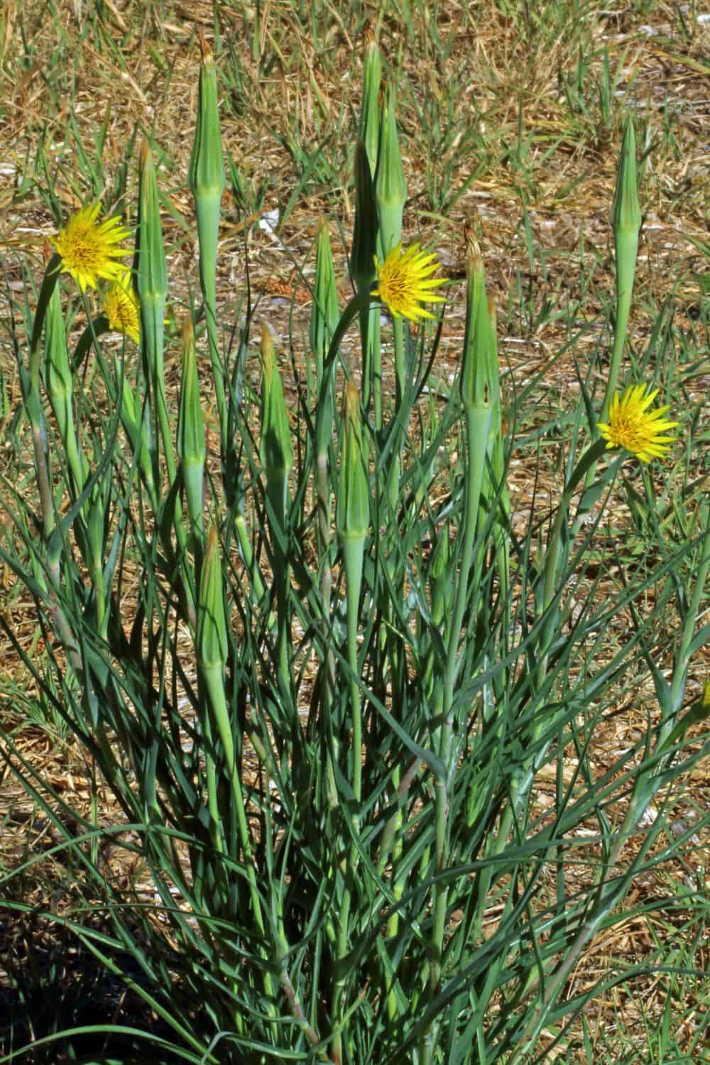 Yellow salsify (Tragopogon dubius)